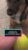 1.mp4